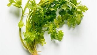 Coriander-pesto sauce