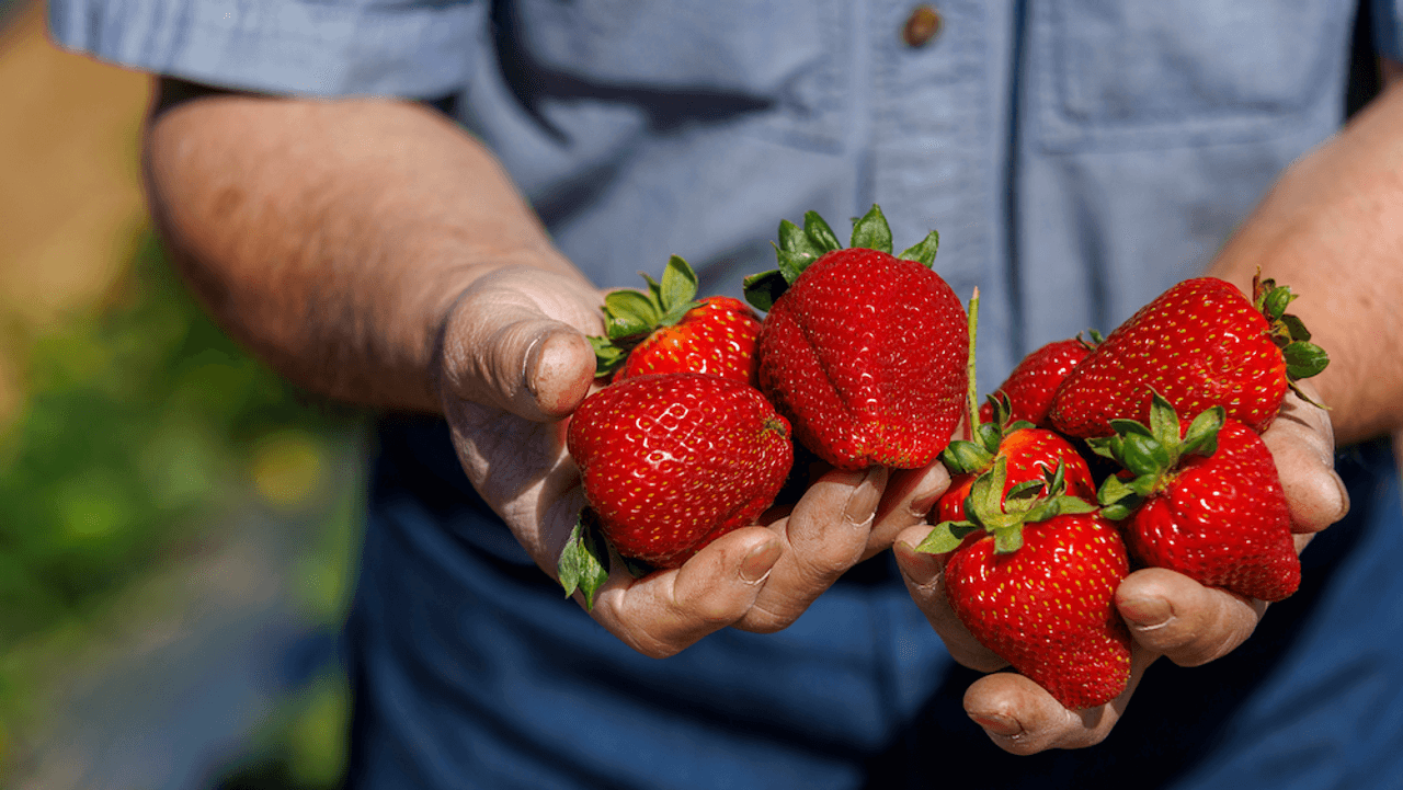 What One Serving Of Strawberries A Day Could Do For Your Health