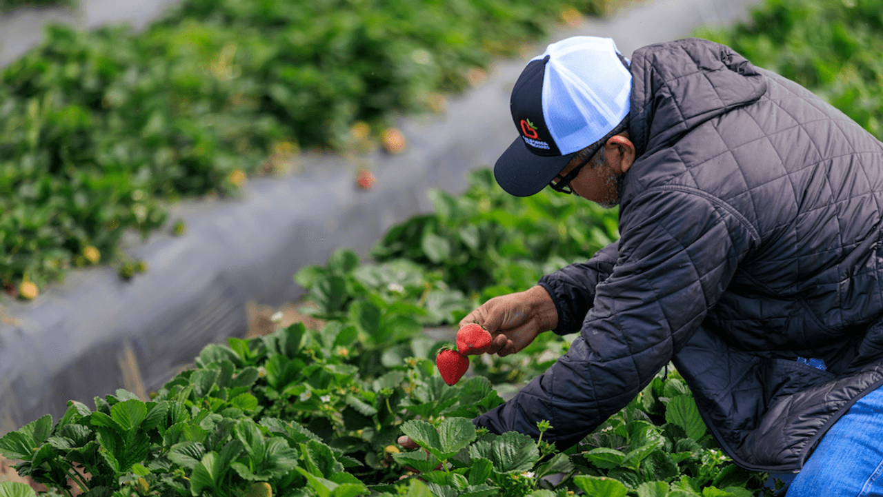 What One Serving Of Strawberries A Day Could Do For Your Health