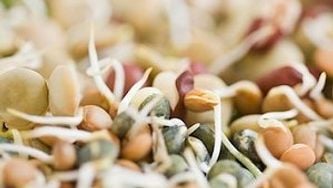 Maple sprouts