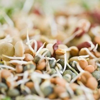 Maple sprouts