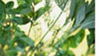 Complete guide to herbs and spices