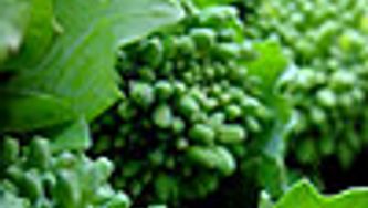 Rapini