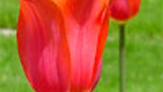 Get gardening: Brighten-up your yard