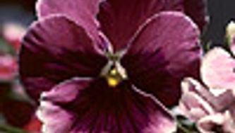 Get gardening: Savouring until the end-of-season