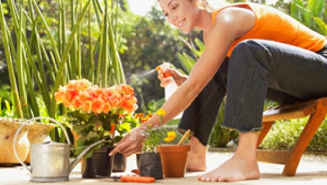 Long-lasting garden glory