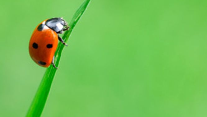 Organic pest control