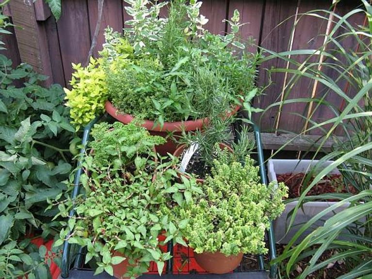 mom's herbs.jpg