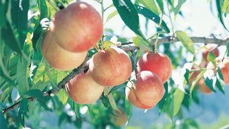 20 peach recipes