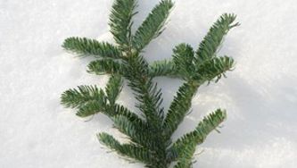 Find the perfect Christmas tree