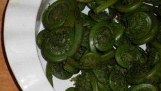 Cool food find: Fiddleheads