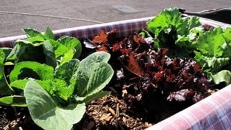 Food finds: In my very own backyard