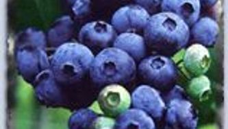 In the kitchen: Blueberry tasting