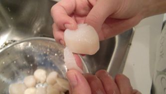 Scallop tip!