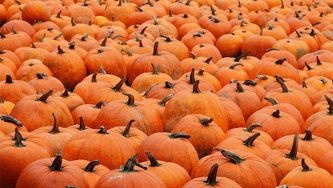 How to carve the perfect pumpkin