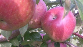All About Apples