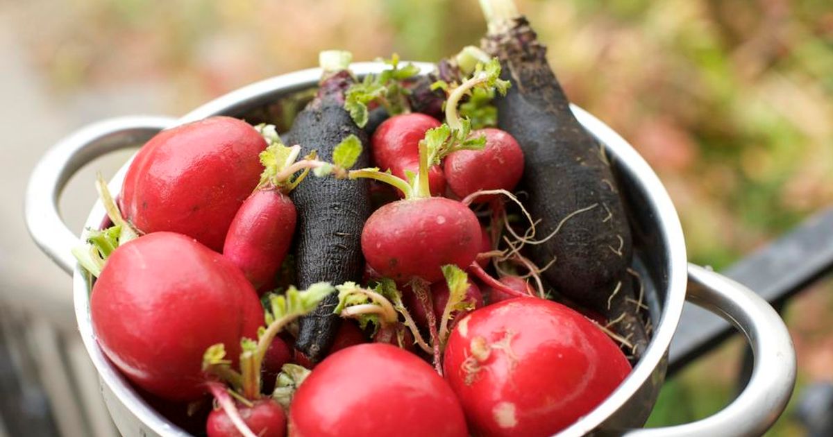 Radishes health benefits and how they detox the liver Chatelaine