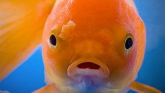 A stressful little goldfish