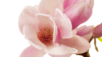 Spring blossoms and Canada Blooms