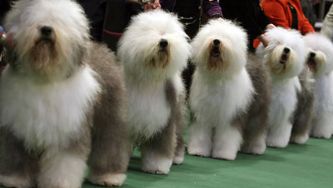 The cutest pooches of the Westminster Dog Show – and the surprising winner