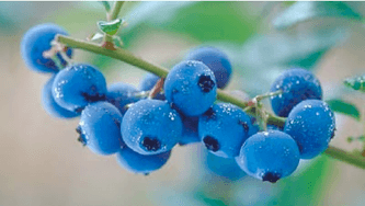 Getting a blueberry stain out