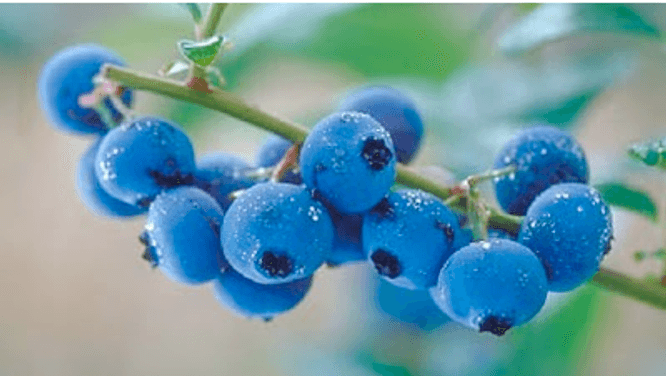 Getting a blueberry stain out