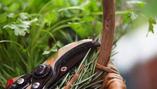 Guide to gardening tools