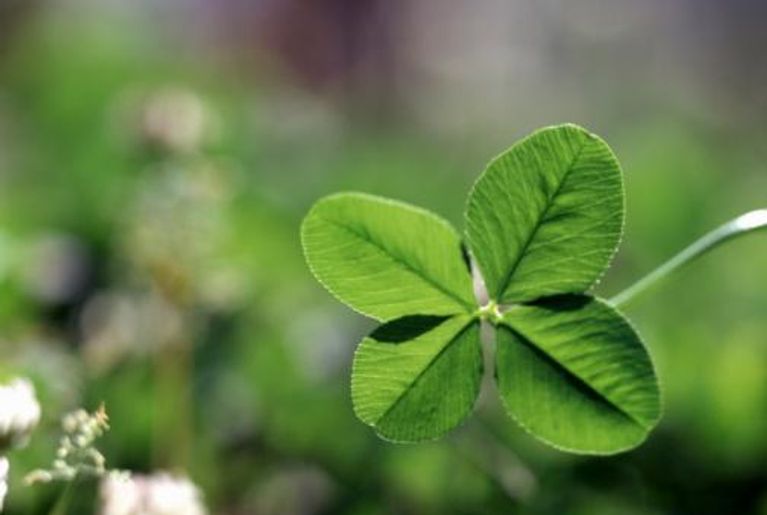 clover, four-leaf clover, lucky