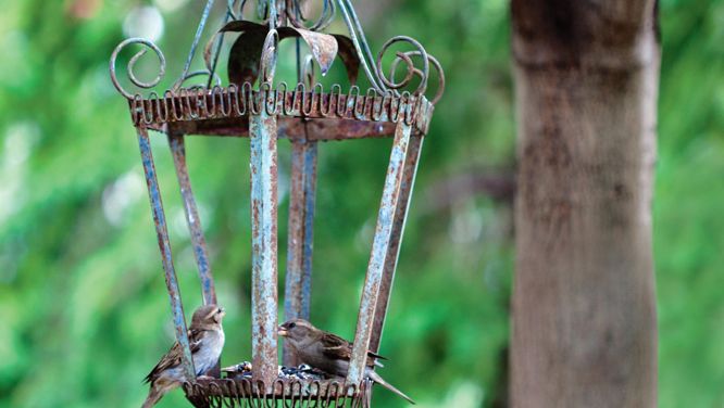 Create a bird feeder in just 10 minutes