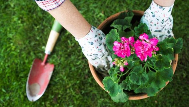 16 tips to get your garden ready for spring