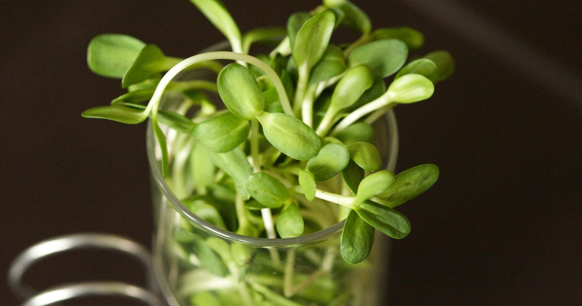 Five health reasons to eat sunflower seeds and sprouts Chatelaine