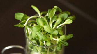 Five health reasons to eat sunflower seeds and sprouts