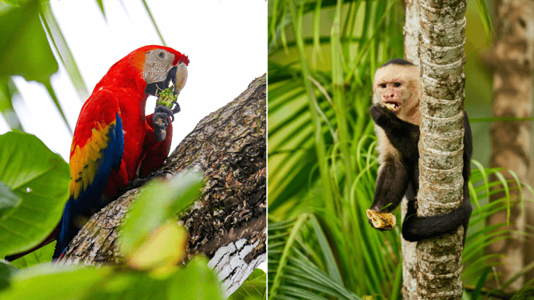 Path to Renewal: Let Costa Rica’s Healing Energy Restore You