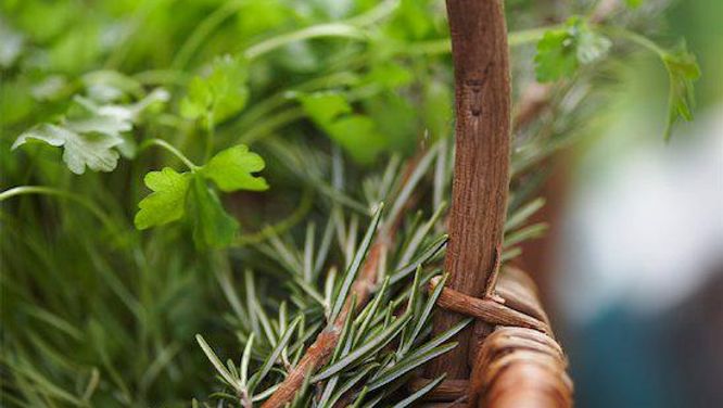 How to plant a herb garden