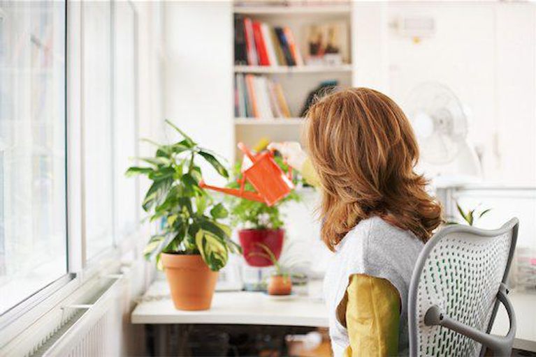 health benefits, office plants, indoor plants, VOC, pollutants