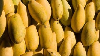 Chinatown produce: Ataulfo mangoes