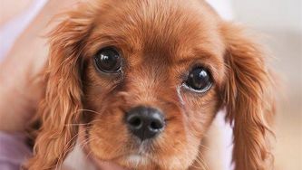What's the connection between animal cruelty and porn?