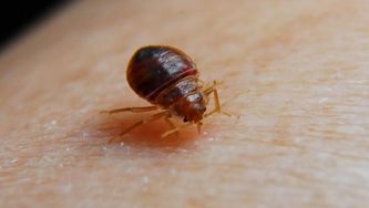 Don't let bed bugs bite into your budget