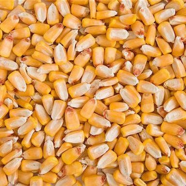 Corn