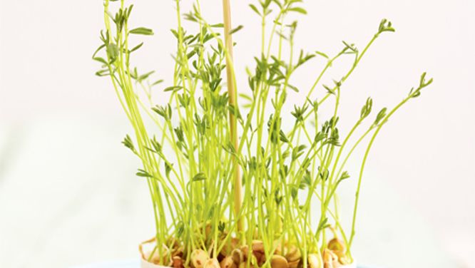 How to sprout lentils for a pretty spring decoration