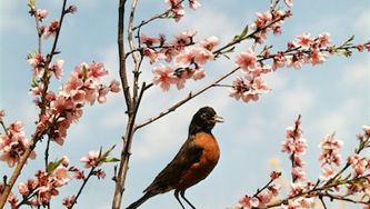Home decor tip: How to blossom spring branches indoors