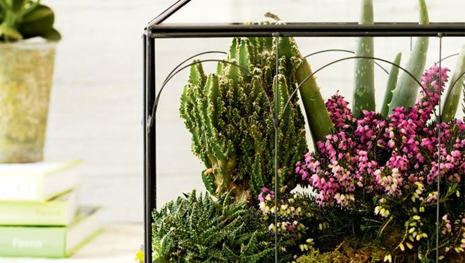 Make a pretty terrarium