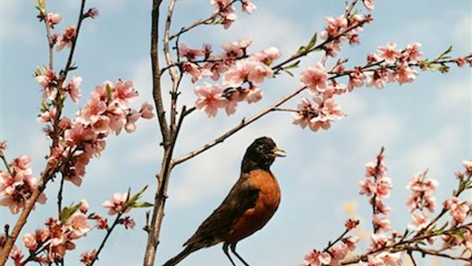 Home decor tip: How to blossom spring branches indoors