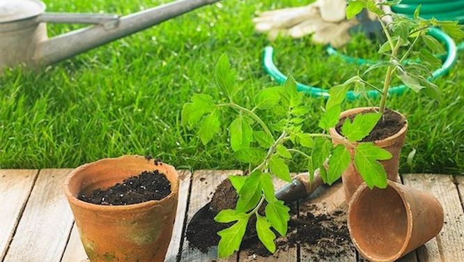 How to make homemade weed-killer and more gardening tips