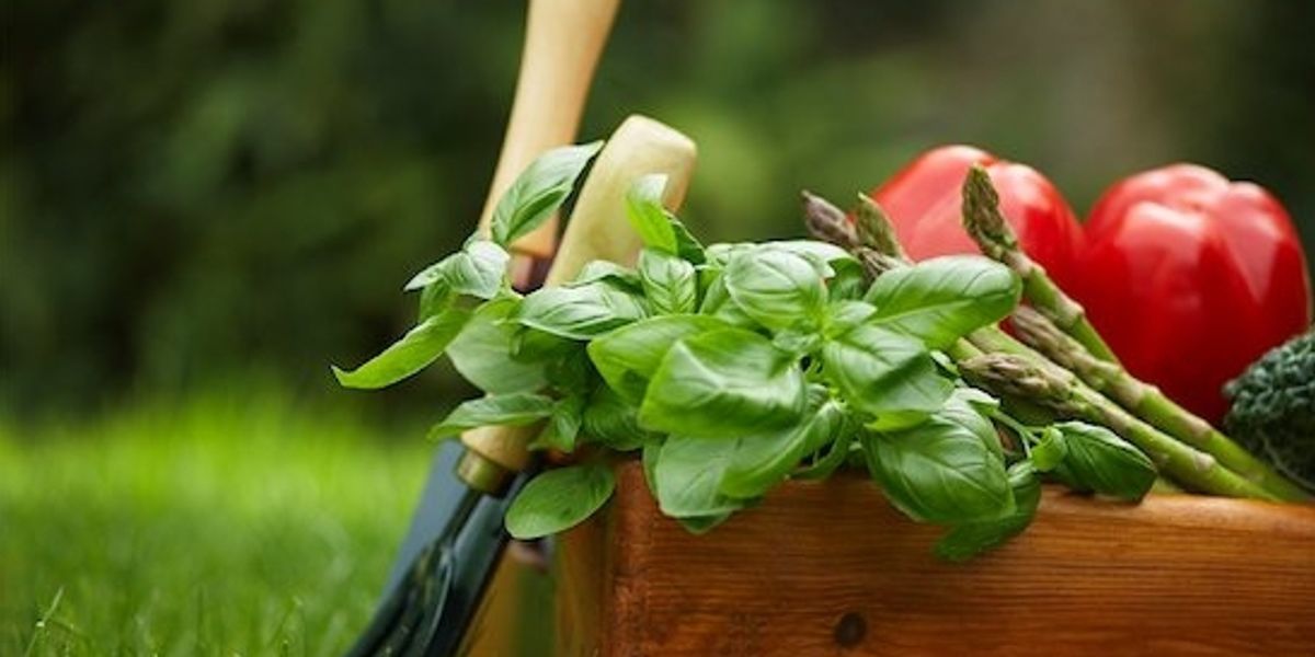 A cook's garden: Seven tips for starting your own - Chatelaine