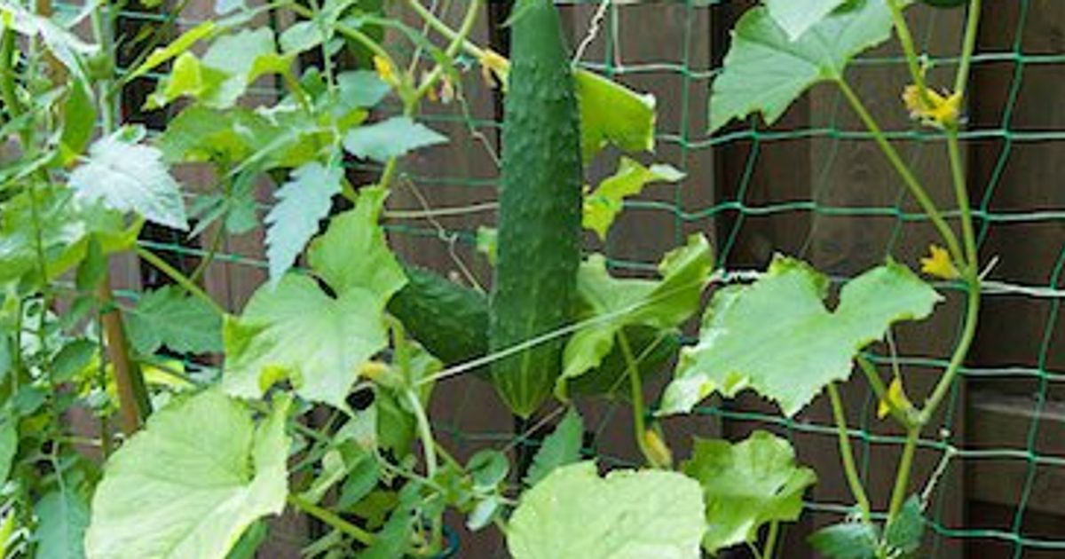 How to grow cucumbers...up the fence Chatelaine