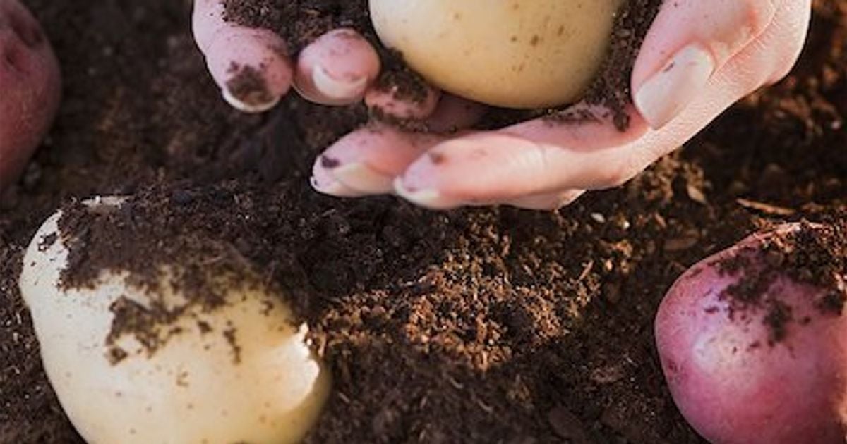 How to grow potatoes...in a garbage bin Chatelaine