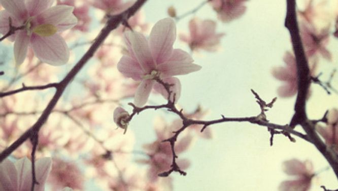 Create romantic decor with pretty photographic art