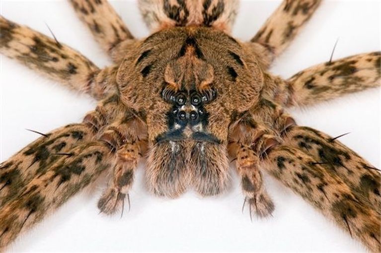Huge spider