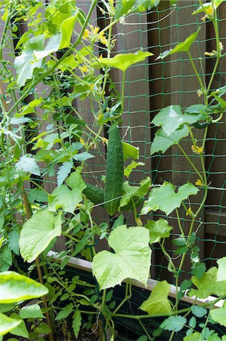 Cucumbers cvines 2